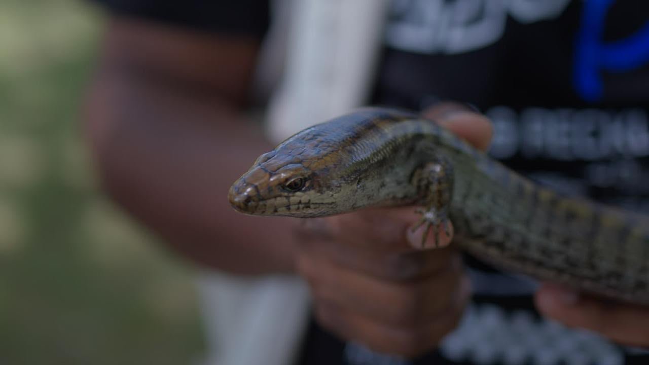 Lucia gigante localizada en el Parque Nacional La Humeadora