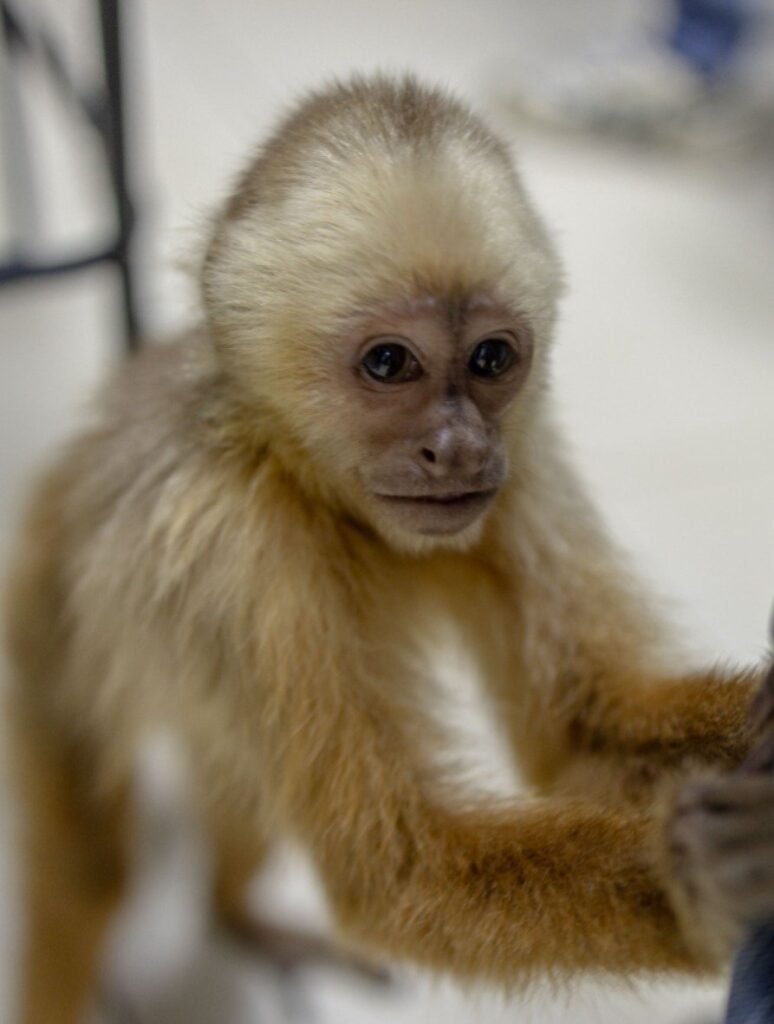 Mono capuchino cara blanca bajo custodia de Medio Ambiente en el Zoológico Nacional