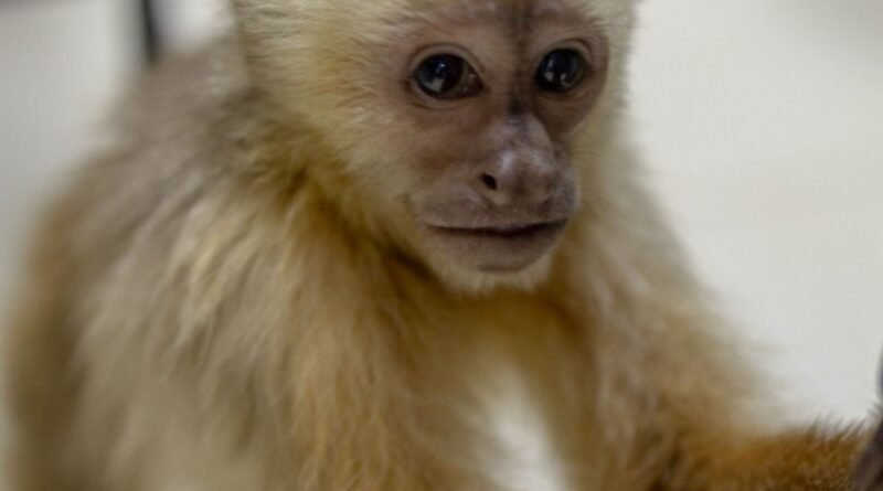 Mono capuchino cara blanca bajo custodia de Medio Ambiente en el Zoológico Nacional